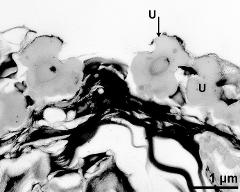 tapetum cells with Ubisch bodies (U)