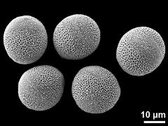 hydrated pollen grains