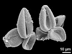 dry pollen,tetrads