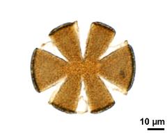 optical section