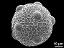 hydrated pollen grain