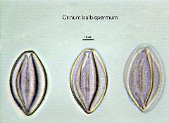 hydrated pollen