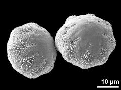 hydrated pollen grains