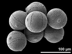 hydrated pollen grains