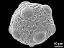 hydrated pollen grain