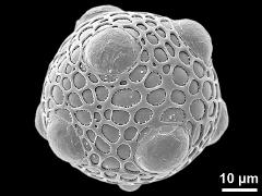 hydrated pollen grain