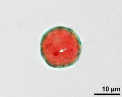 pollen grain with generative cell (arrow)