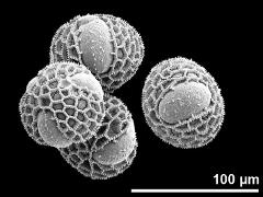 hydrated pollen grains