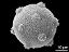 hydrated pollen grain