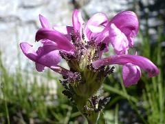 inflorescence(s)