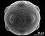 hydrated pollen grain