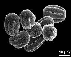 dry pollen grains