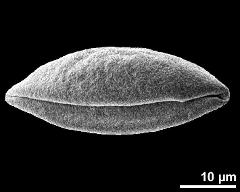 dry pollen grain in polar view (distal)