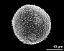 hydrated pollen grain