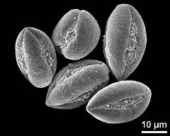 dry pollen grains