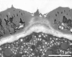 apertural area of pollen wall