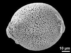 equatorial view (oblique)