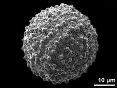 hydrated pollen grain