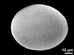 polar proximal view