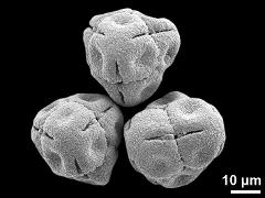 dry tetrads