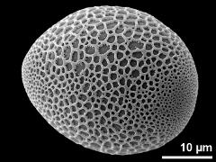 polar proximal view