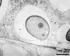 bi-cellular pollen grain