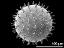 hydrated pollen grain