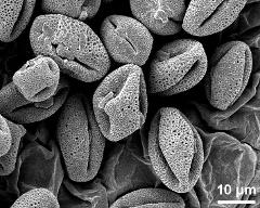 dry pollen grains