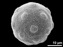 hydrated pollen grain