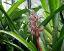 flowers of Aechmea rubrolilacina