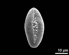 dry pollen grain in equatorial view