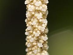 inflorescence(s)