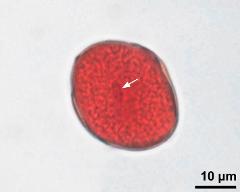 pollen grain with generative cell (arrow)