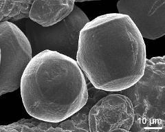 hydrated pollen grains