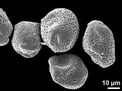 dry pollen grains