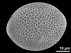 hydrated pollen grain