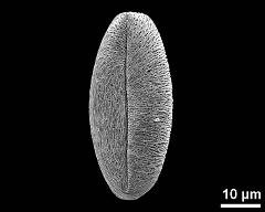 dry pollen grain in equatorial view