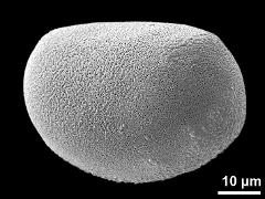 polar proximal view (oblique)