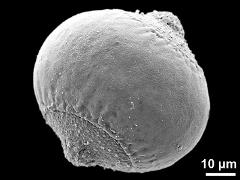 hydrated pollen grain