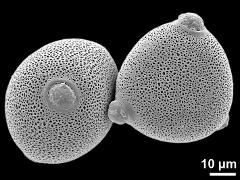 hydrated pollen grains