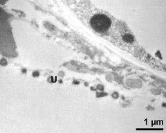 tapetum cells with Ubisch bodies (U)