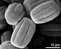 dry pollen grains