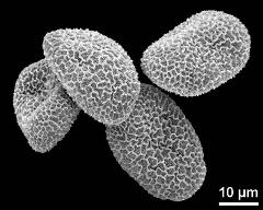 dry pollen grains