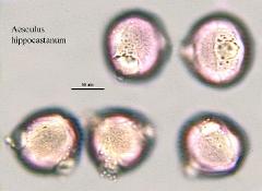 hydrated pollen