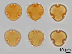 acetolyzed pollen,polar view