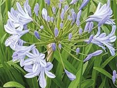 inflorescence(s),detail of flower(s)