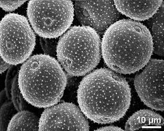 dry pollen grains