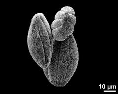 dry pollen grains