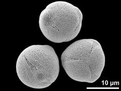 hydrated pollen grains