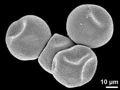 dry pollen grains